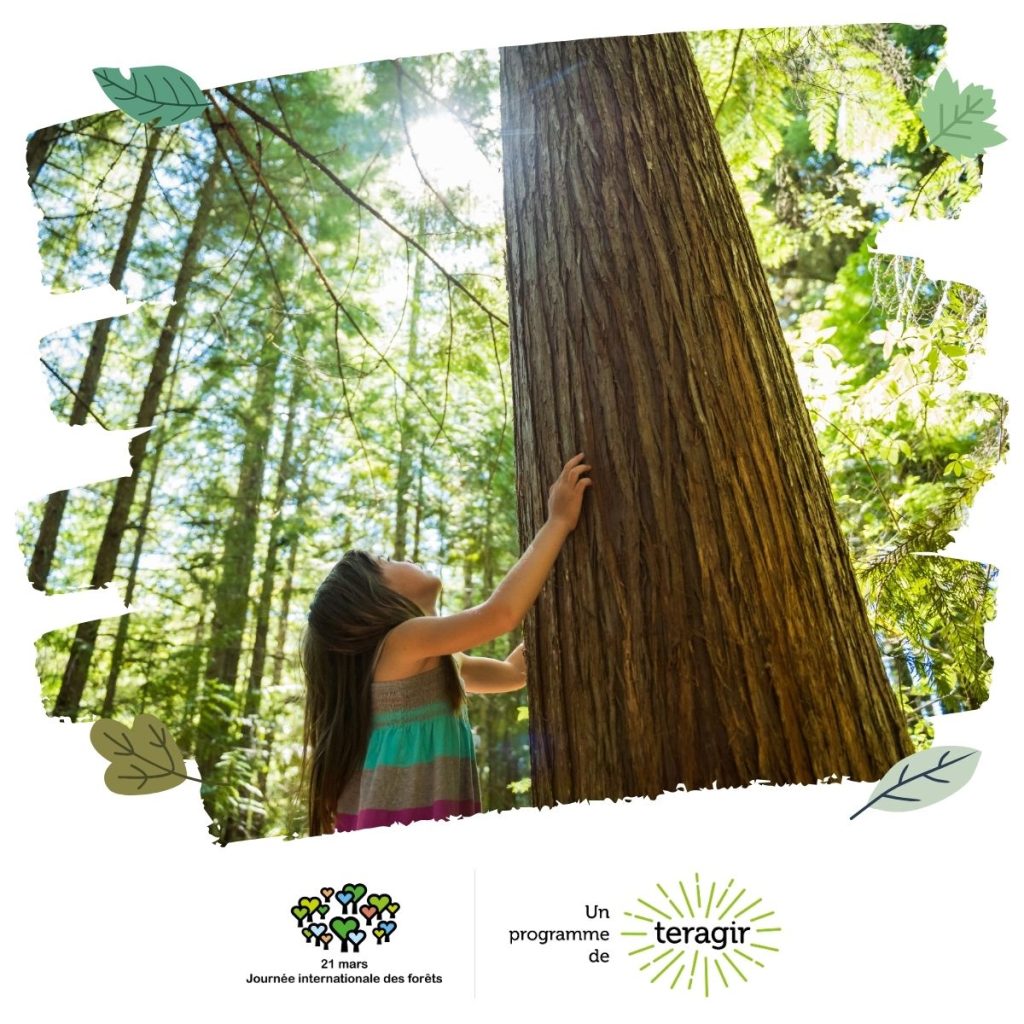 Journée Internationale des Forêts 2026 JIF26 la forêts s'invite à l'école Teragir